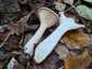 Óriás tölcsérgomba (Infundibulicybe geotropa), Naszály-hegy